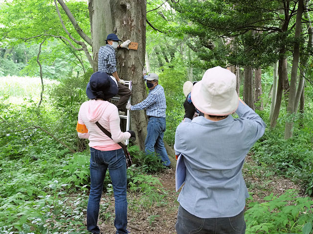 松山保全緑地での樹名板設置作業