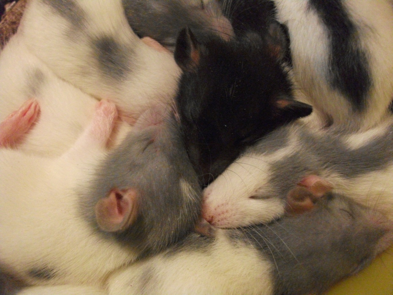 27 giorni di vita.. cuccioli che dormono come massi tutti ammassati! :3