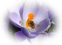 Fotos von unsren Bienen - Natur