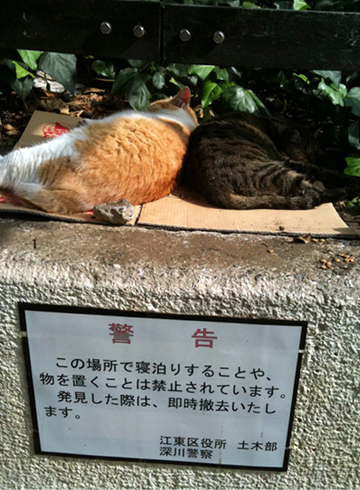 富岡八幡宮 猫