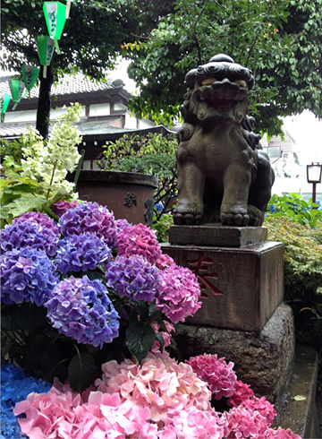 白山神社 狛犬 紫陽花