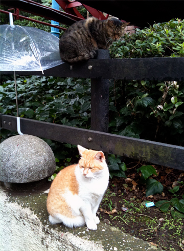 富岡八幡宮 猫