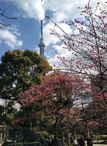 隅田公園 梅 東京スカイツリー