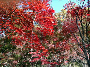 織姫神社 織姫公園 紅葉