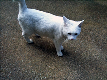 江東天祖神社 猫