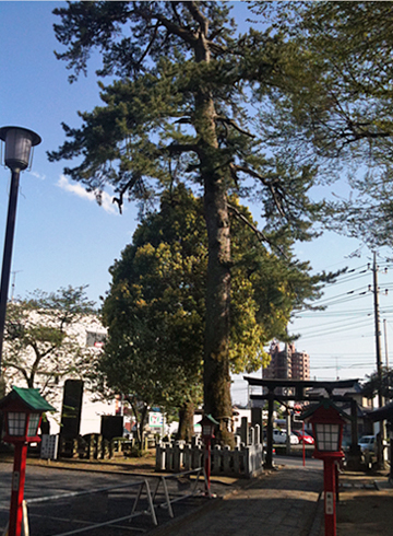 下野國一社八幡宮 八幡宮クロマツ