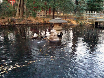 調神社 兎