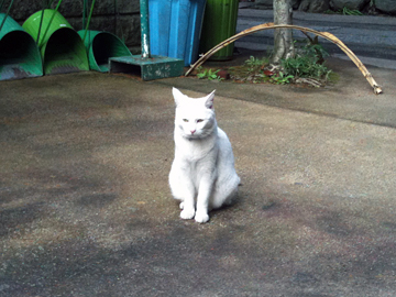 江東天祖神社 猫