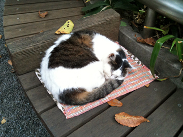 柳森神社 猫