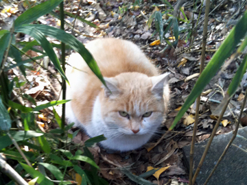 王子神社 猫