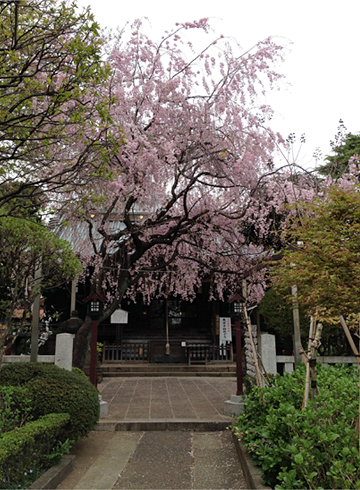 白山神社 桜