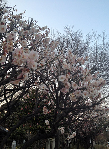 白山神社 桜