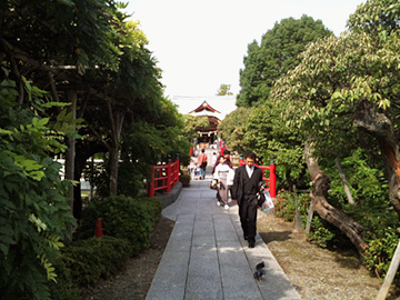 亀戸天神社 藤棚