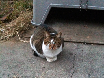 江島神社 猫