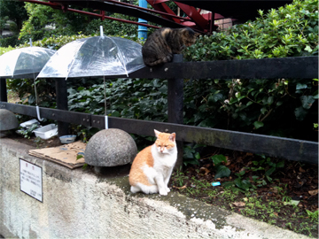 富岡八幡宮 猫