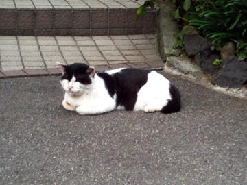 白山神社 猫