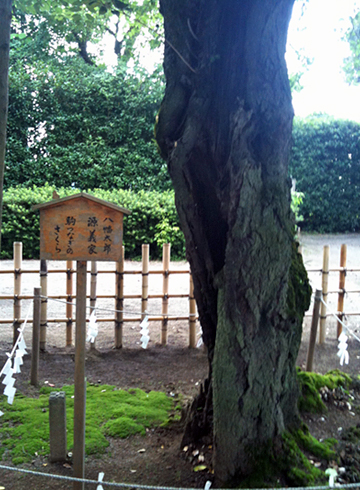 鷲宮神社 駒つなぎのさくら