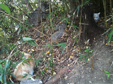 王子神社 猫