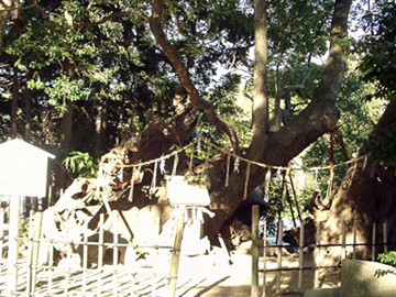 草薙神社 御神木の楠木