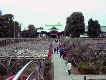 亀戸天神社 藤棚