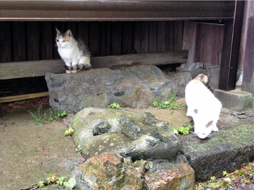 唐澤山神社 猫