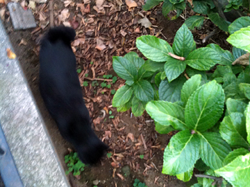 白山神社 猫