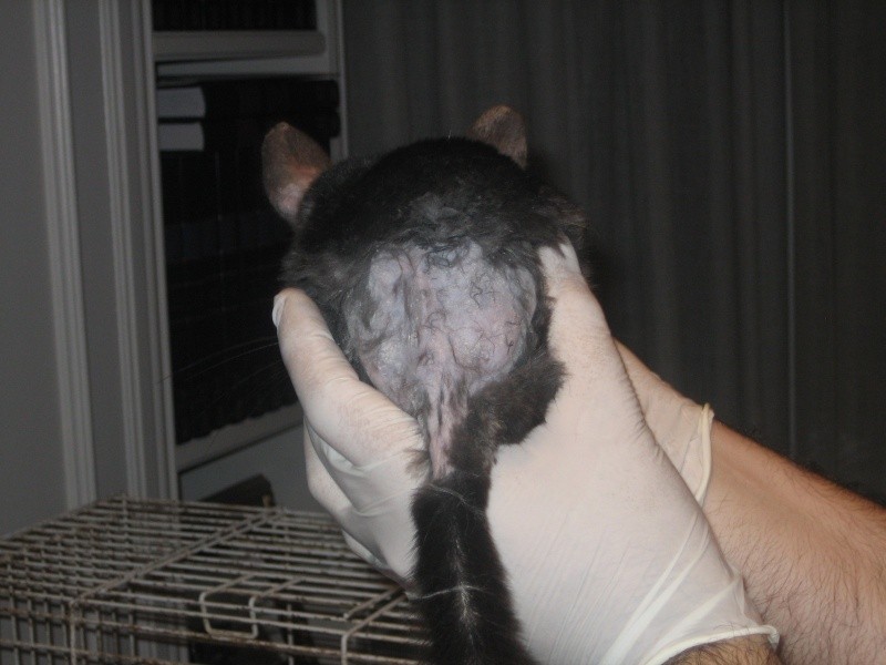 que pasa si una chinchilla se moja