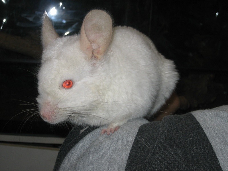 que pasa si una chinchilla se moja