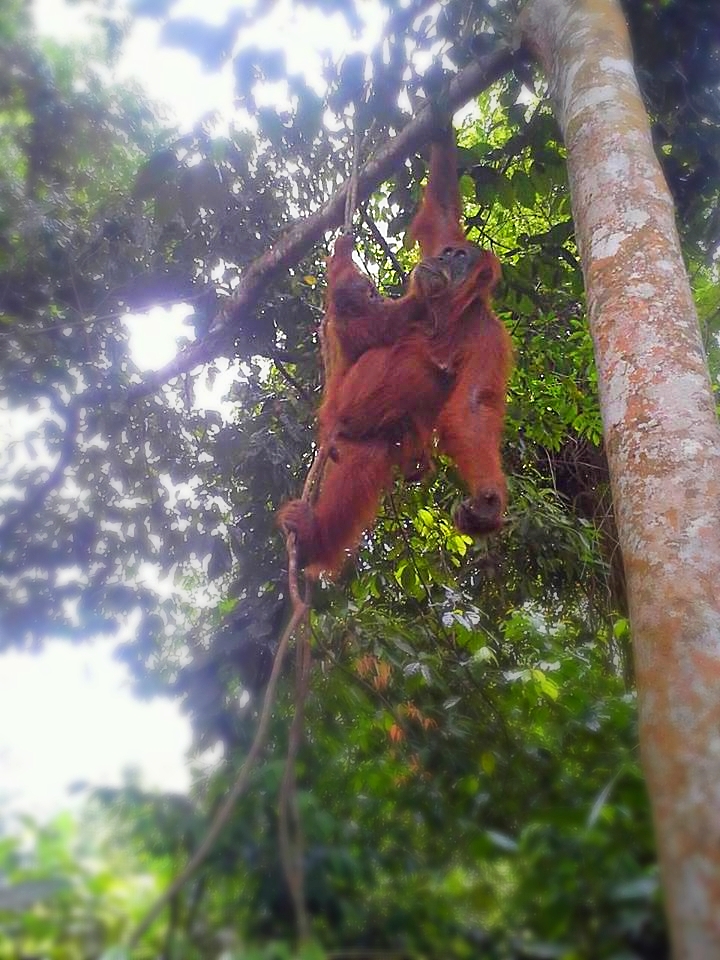 Orang utan in Bukit Lawang