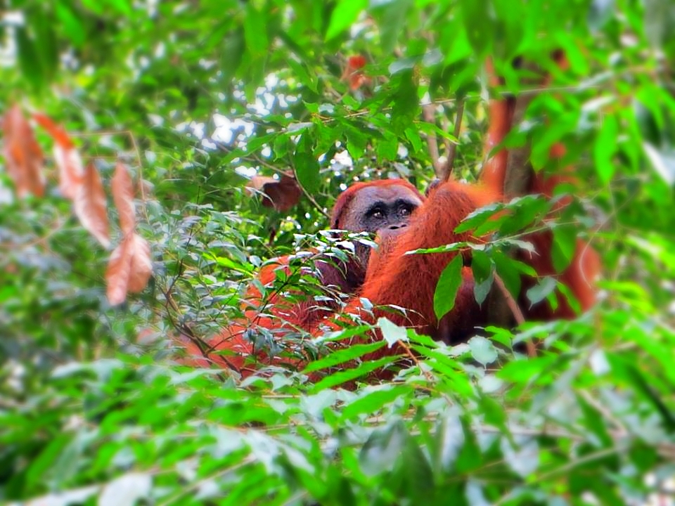 Orang utan in Bukit Lawang