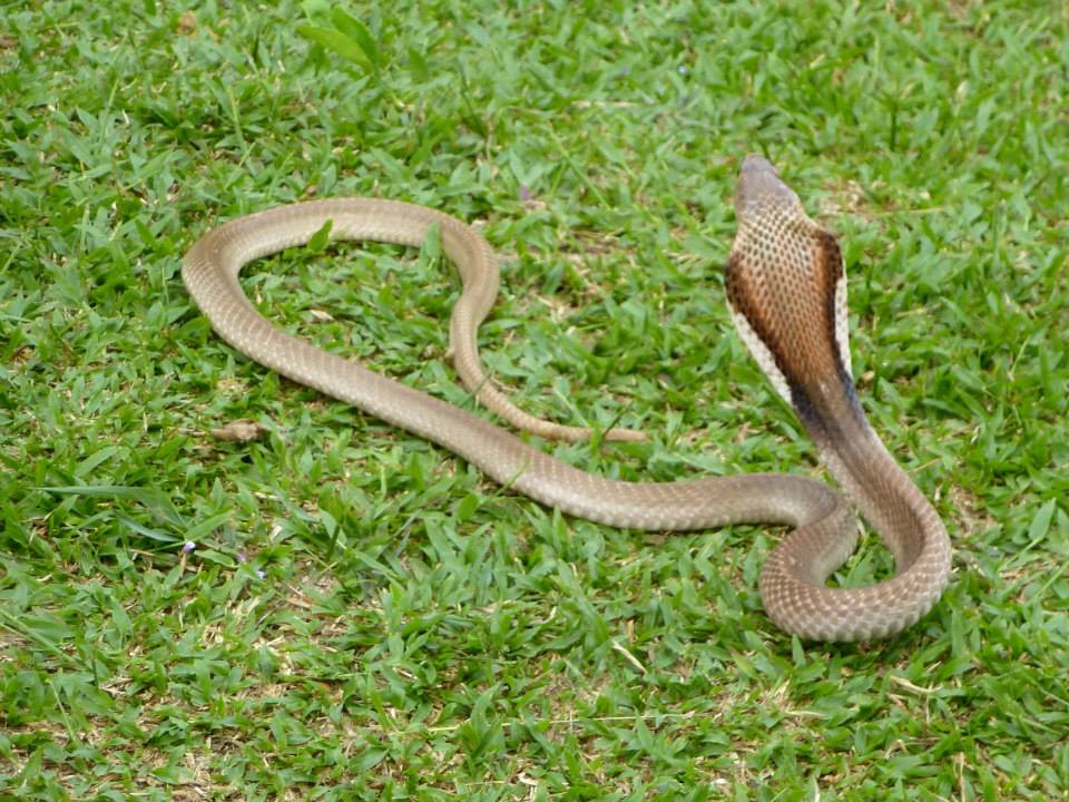 Kobra in Bukit Lawang