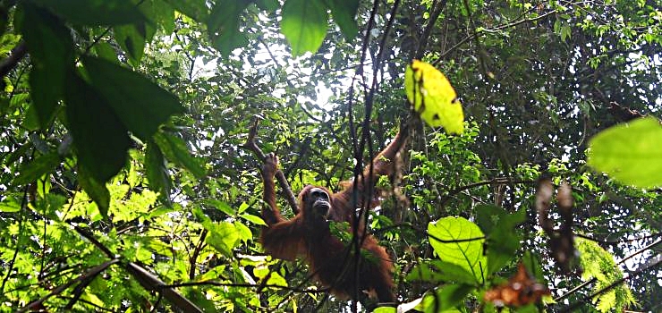 Orangutan in the Gunung Leuser Nationalpark