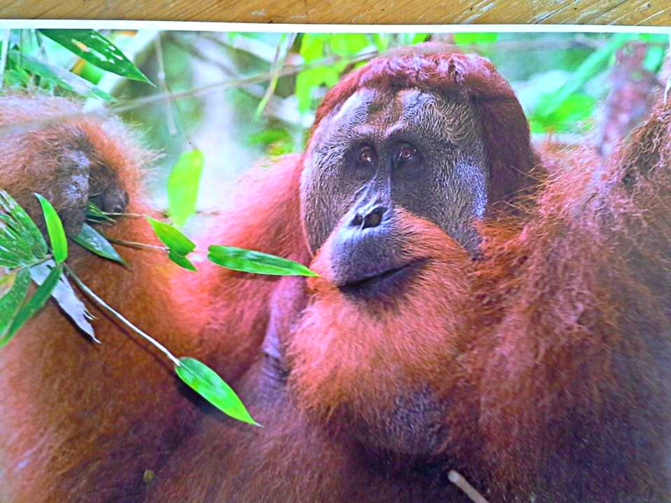 Orang Utan in Bukit Lawang