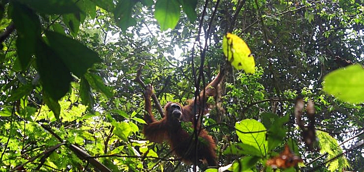 orang utan in the gunung leuser nationalpark