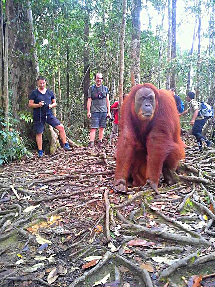 Orang Utan Mina in Bukit Lawang