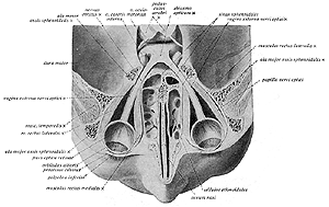 Sezione orizzontale delle due cavità orbitane. Sono visibili i due nervi ottici, il chiasma ottico e i retti oculomotori orizzontali.