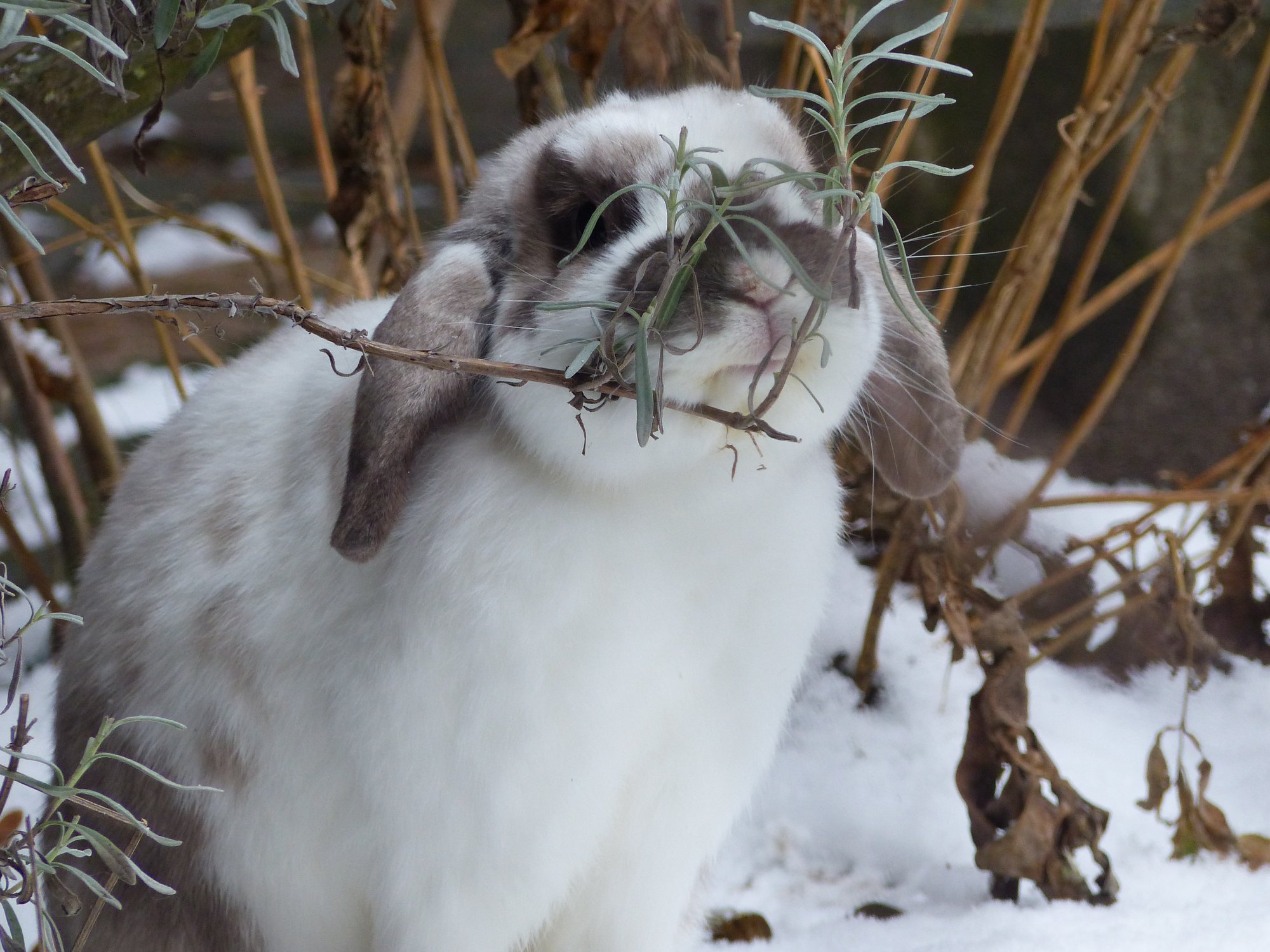 Kaninchen - Außenhaltung - www.pfeifenband.org