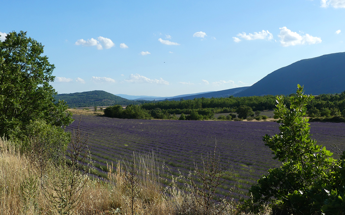 Champs de lavandes à côté du mas