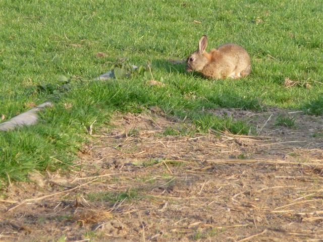 lapin vers Revelon