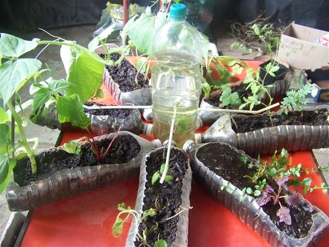le jardin de bouteilles