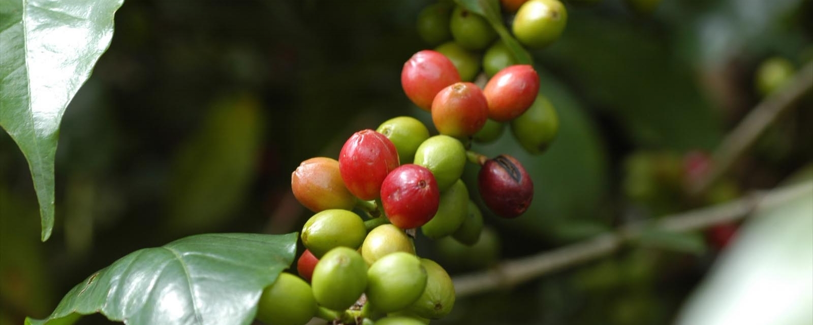 Äthiopischen Kaffee kaufen -Neuigkeiten von TERRA KAHWA ...