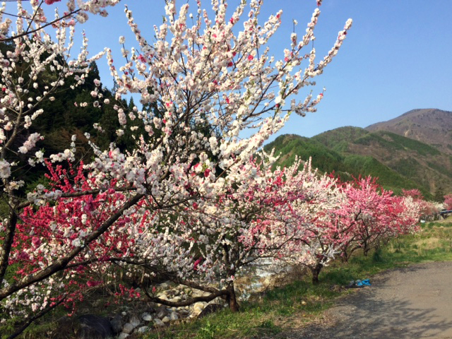 月川上流