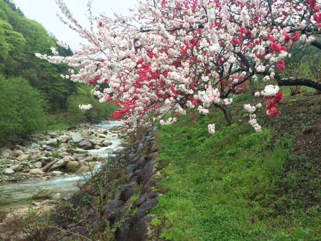 月川上流付近