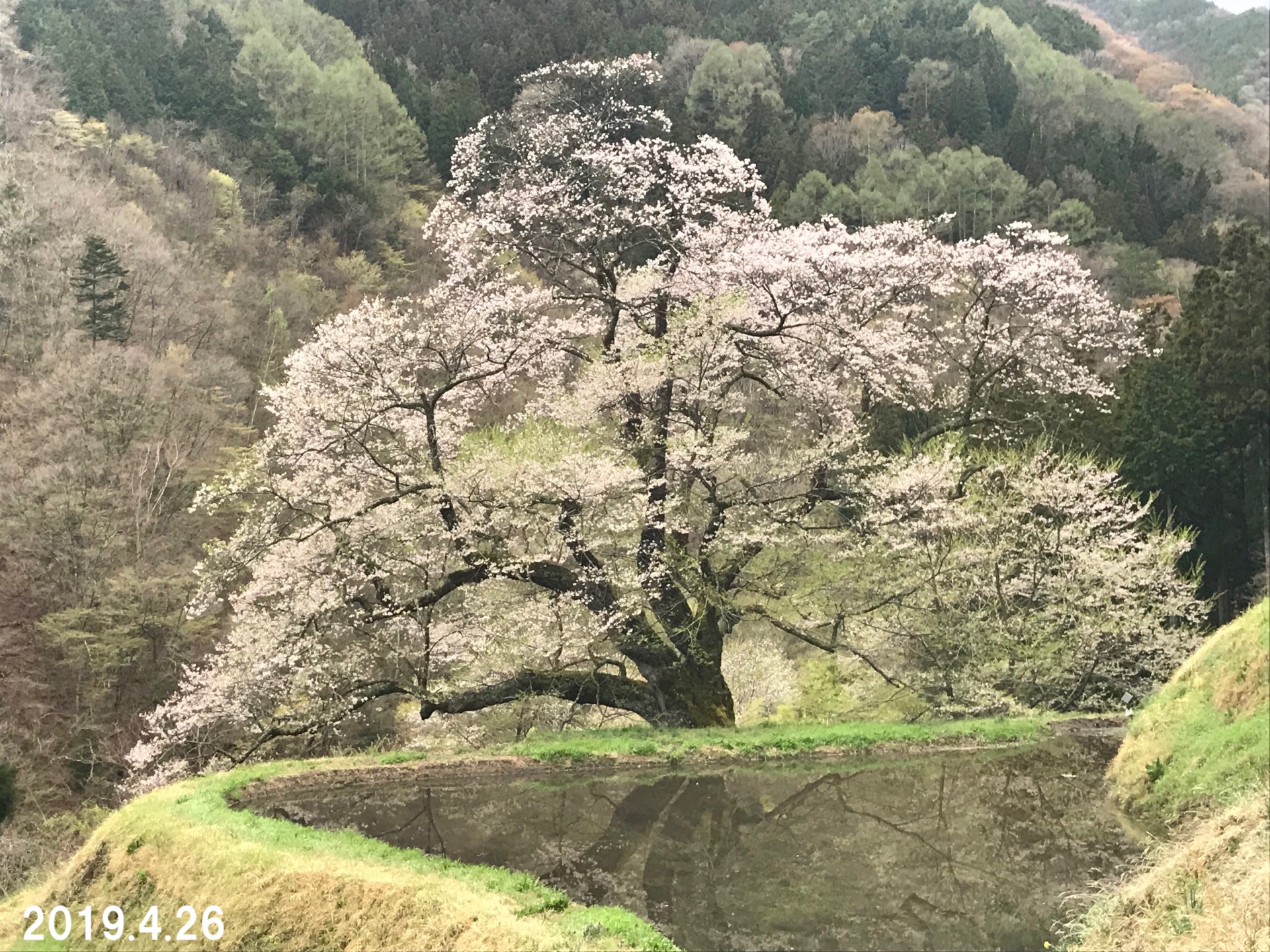 19年駒つなぎの桜開花情報 東山道 園原ビジターセンターはゝき木館 19年駒つなぎの桜開花情報 東山道 園原ビジターセンターはゝき木館