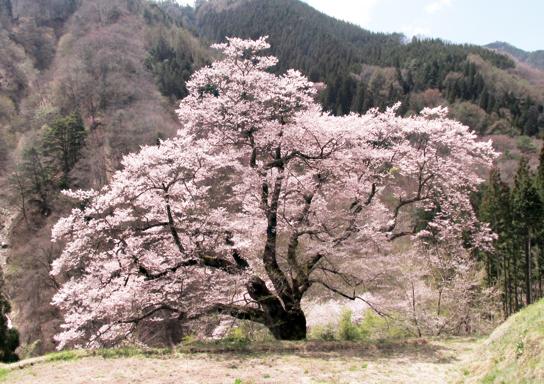 駒つなぎの桜とは 東山道 園原ビジターセンターはゝき木館 駒つなぎの桜とは 東山道 園原ビジターセンターはゝき木館