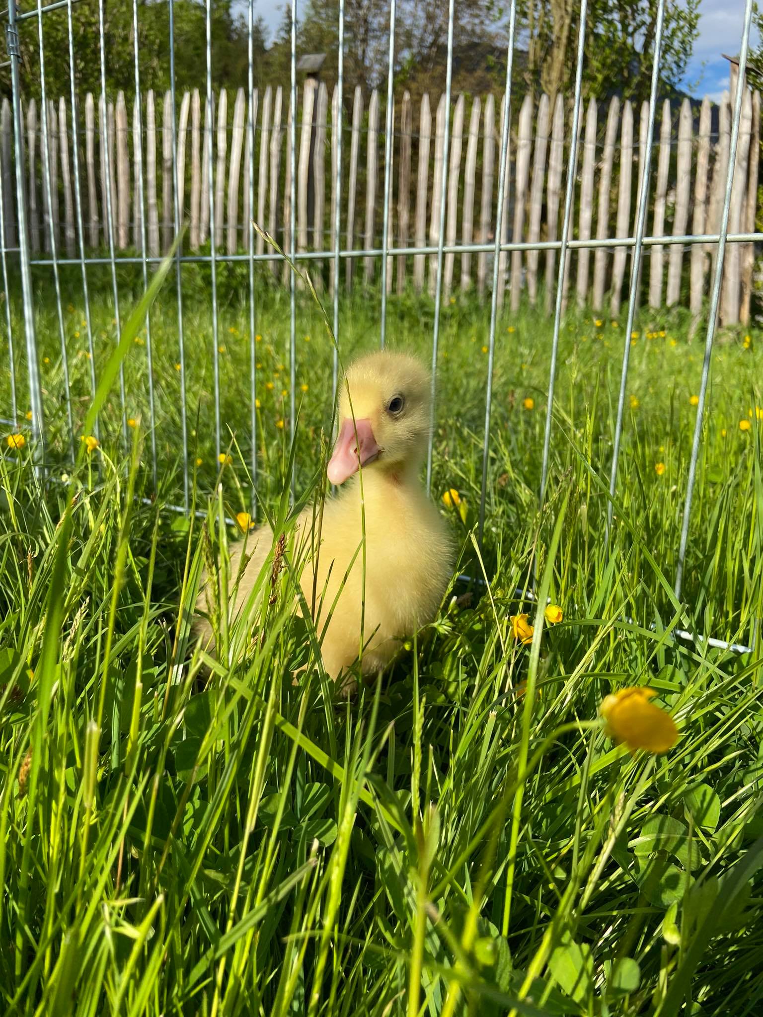goslings