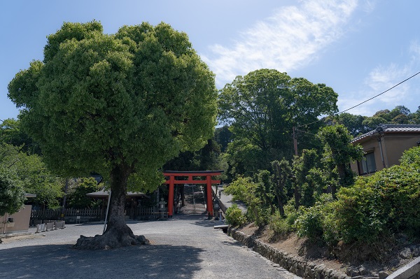 吉田神社、京都ブライトンホテル、結婚式の持ち込みカメラマンは結婚式moviesへお任せください。 挙式披露宴の記録ビデオがハイビジョン撮影＆Blu-ray納品で40,000円～写真撮影＆撮って出しエンドロール40,000円～