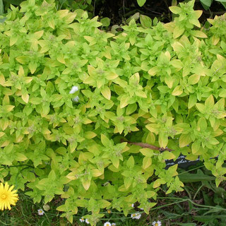 L'origan doré Origanum vulgare, var "Aureum"