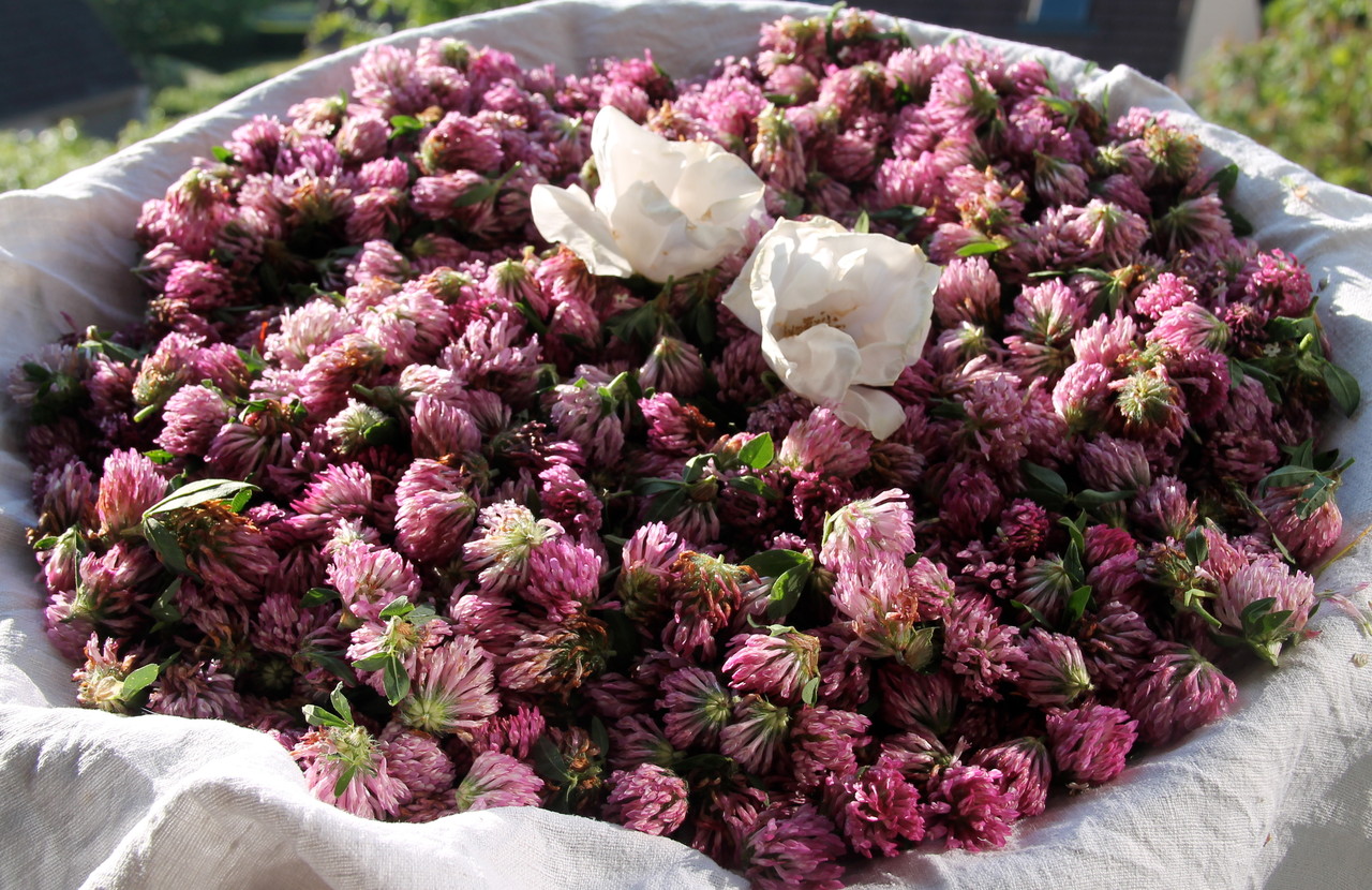 Red clover in nourishing infusion - site de la tisane lumière