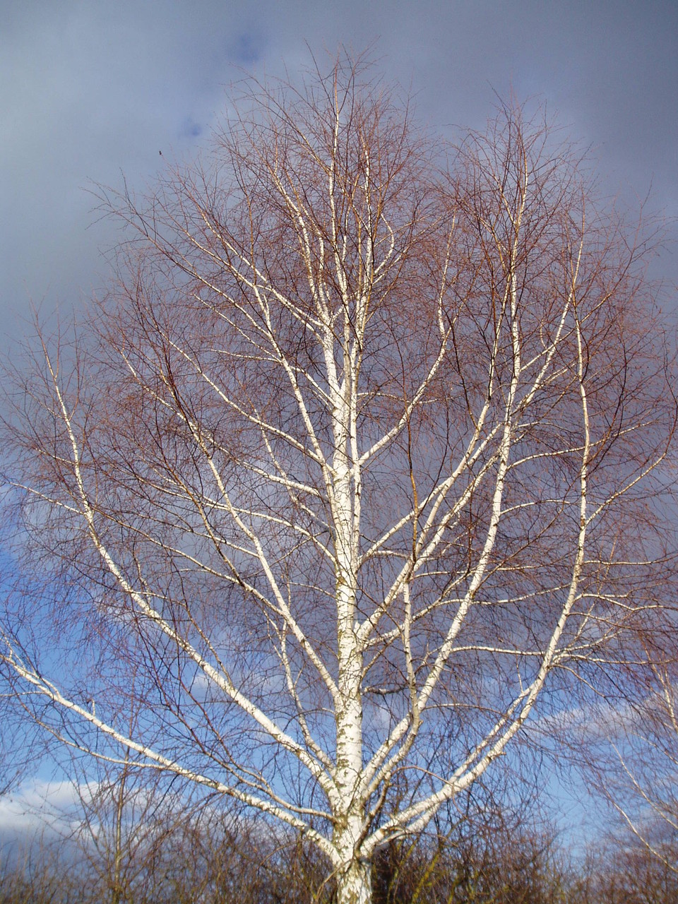 leuchtende Winterbirke